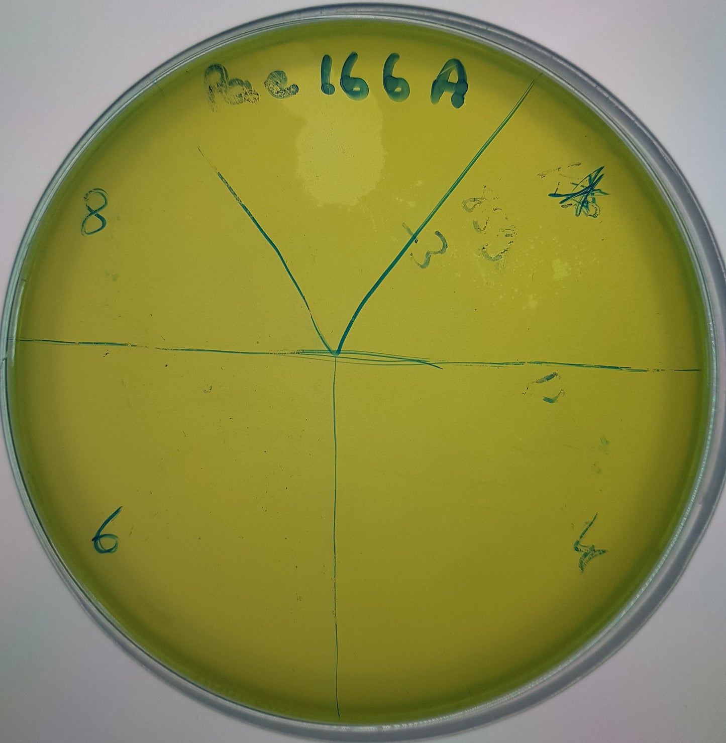 Pseudomonas aeruginosa bacteriophage 130166A