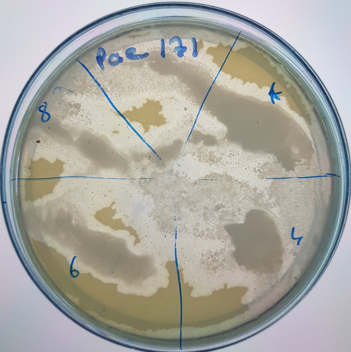 Pseudomonas aeruginosa bacteriophage 130171A