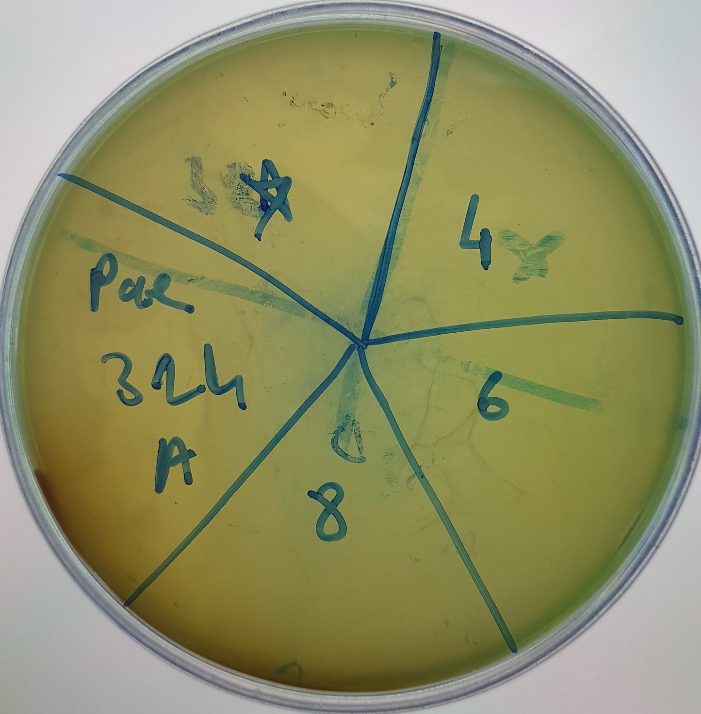 Pseudomonas aeruginosa bacteriophage 130324A