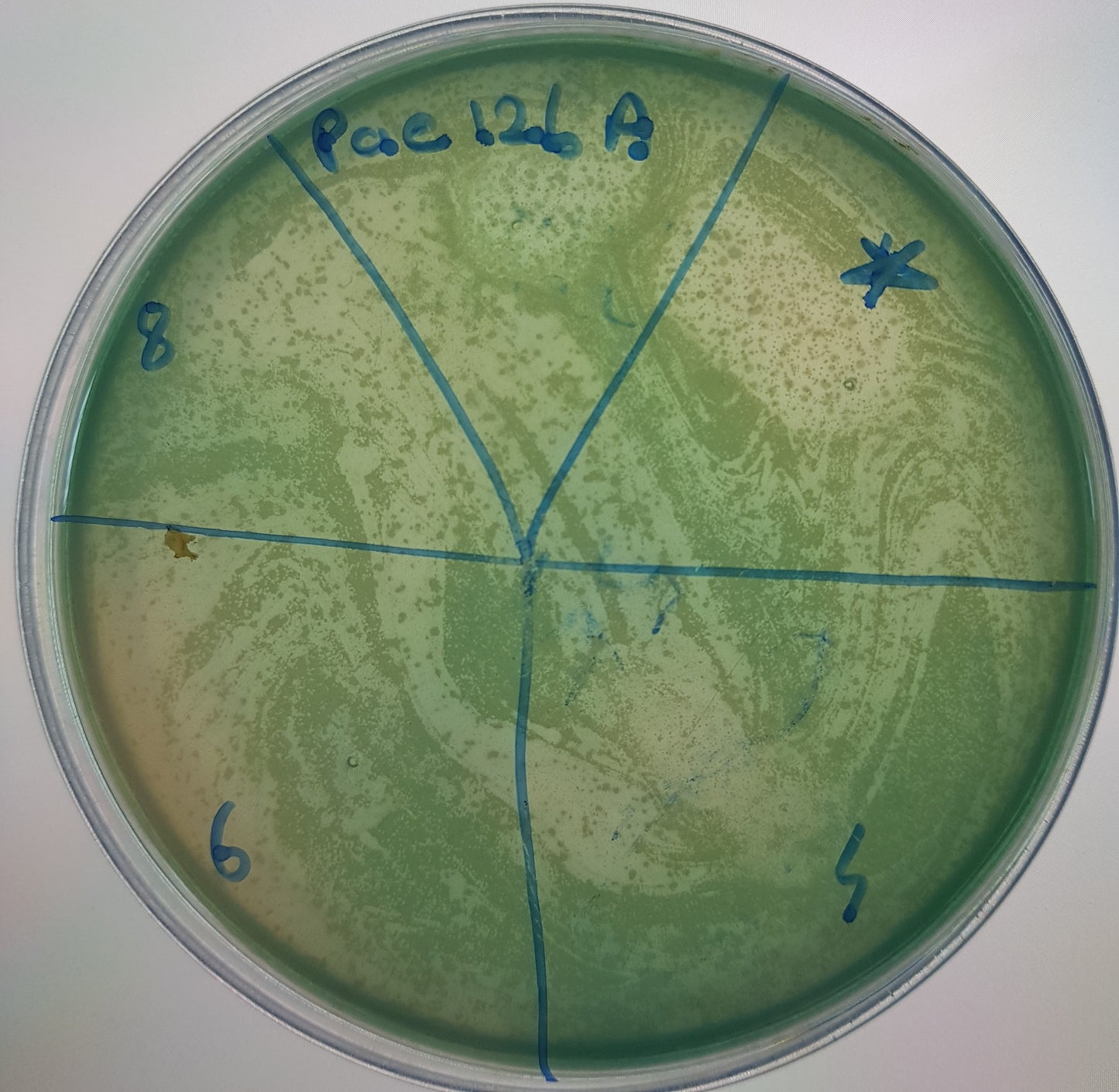 Pseudomonas aeruginosa bacteriophage 130126A