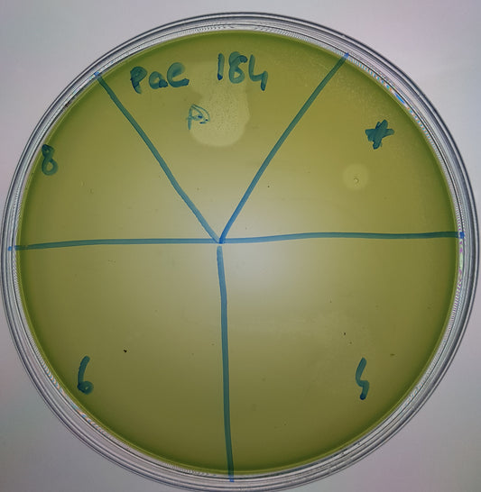 Pseudomonas aeruginosa bacteriophage 130184A