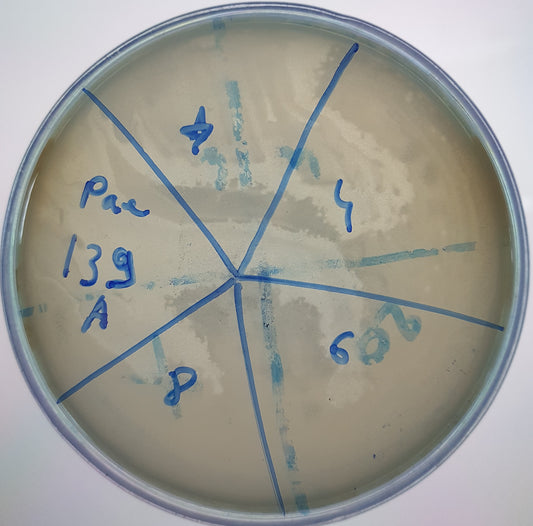 Pseudomonas aeruginosa bacteriophage 130139A