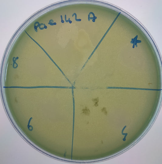 Pseudomonas aeruginosa bacteriophage 130142A