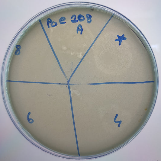 Pseudomonas aeruginosa bacteriophage 130208A