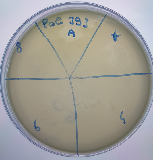 Pseudomonas aeruginosa bacteriophage 130393A