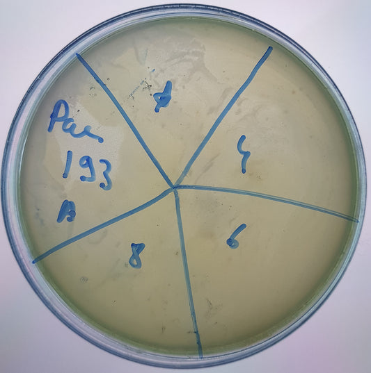 Pseudomonas aeruginosa bacteriophage 130193A