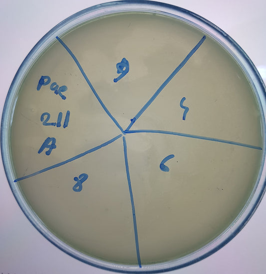Pseudomonas aeruginosa bacteriophage 130211A