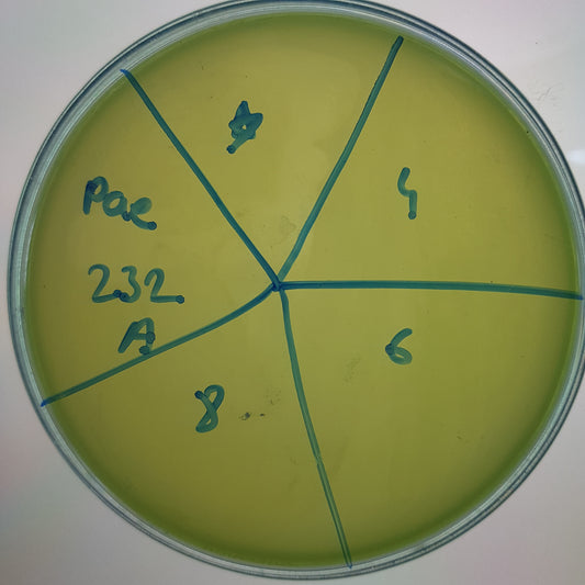 Pseudomonas aeruginosa bacteriophage 130232A