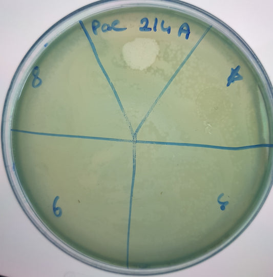 Pseudomonas aeruginosa bacteriophage 130214A