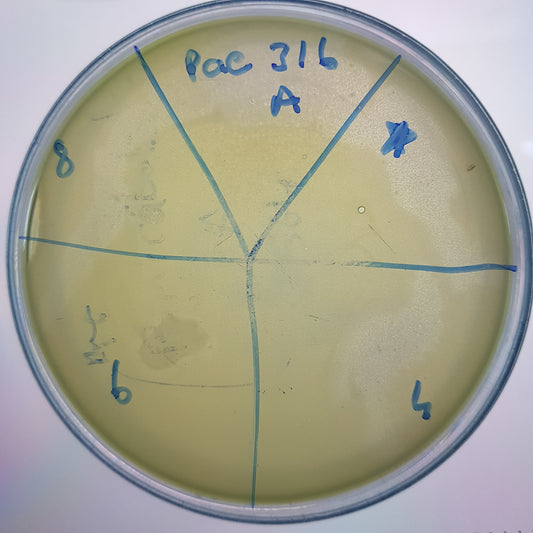 Pseudomonas aeruginosa bacteriophage 130316A