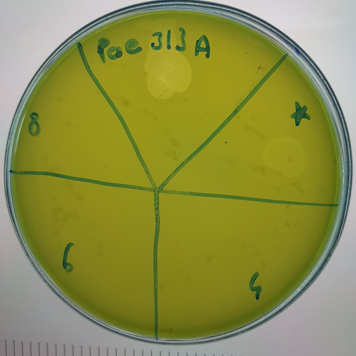 Pseudomonas aeruginosa bacteriophage 130313A