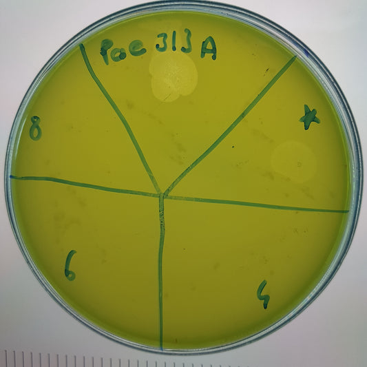 Pseudomonas aeruginosa bacteriophage 130313A