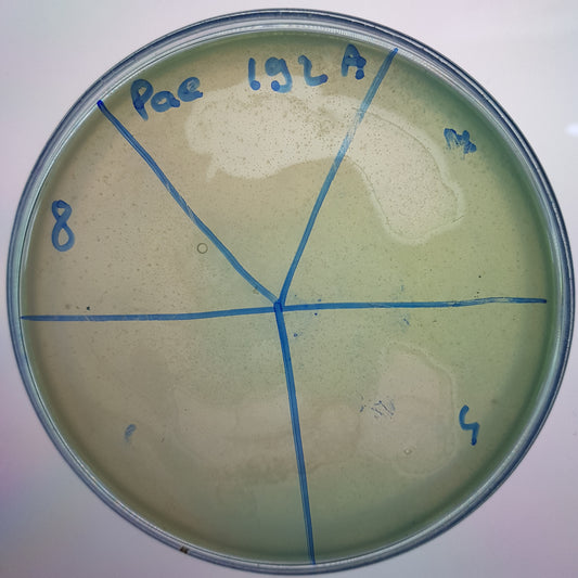 Pseudomonas aeruginosa bacteriophage 130192A
