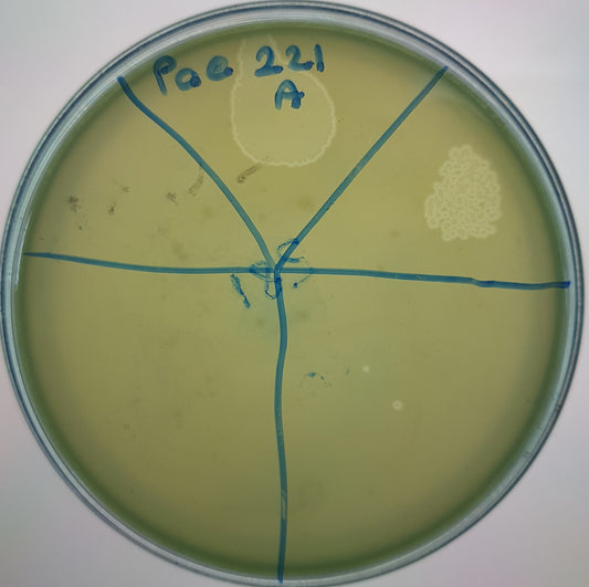Pseudomonas aeruginosa bacteriophage 130221A