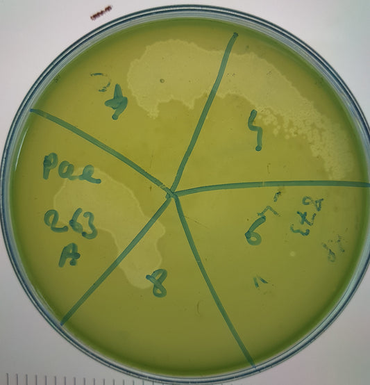 Pseudomonas aeruginosa bacteriophage 130263A