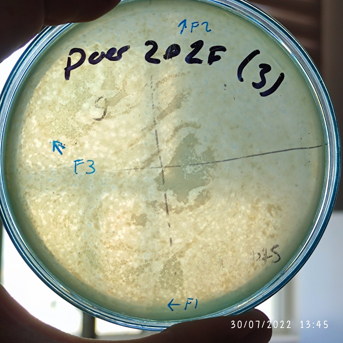 Pseudomonas aeruginosa bacteriophage 130202F