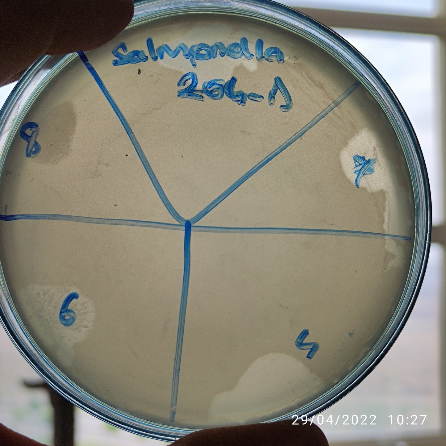 Salmonella bacteriophage 200204D