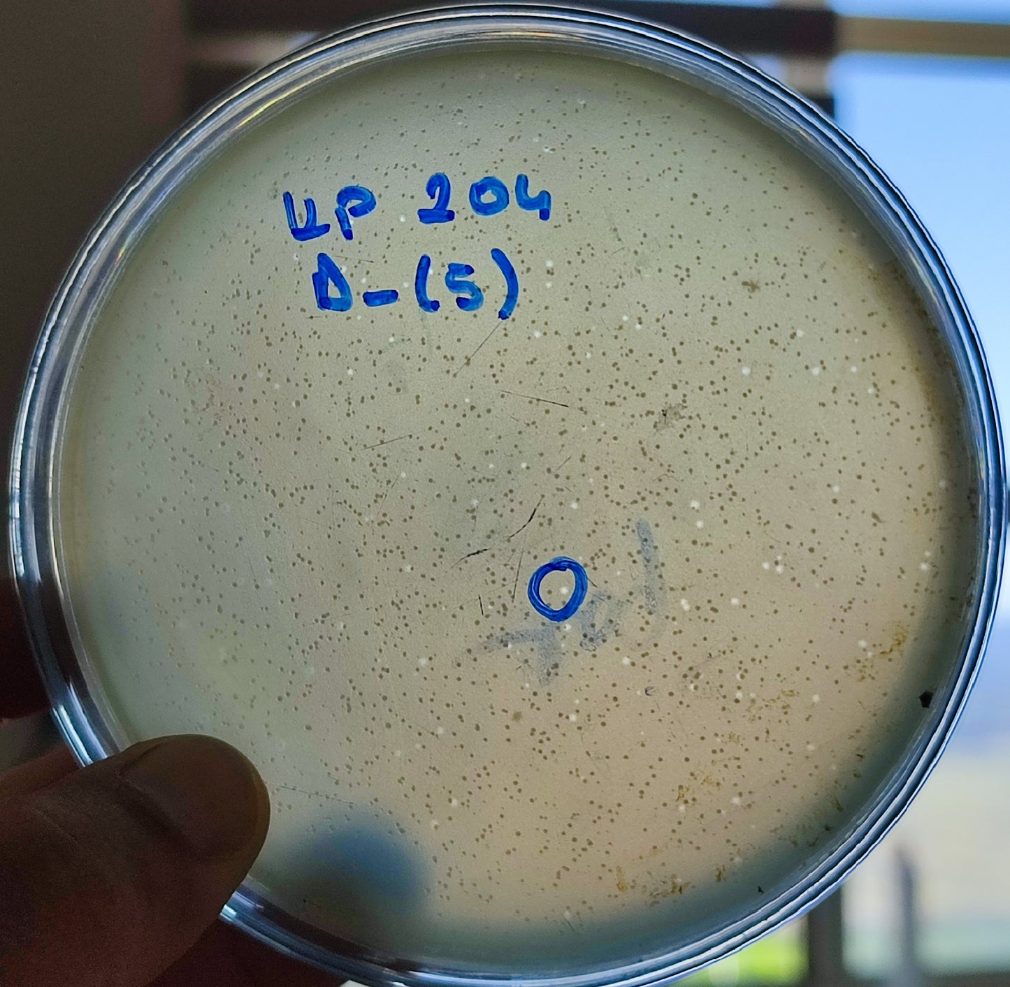 Klebsiella pneumoniae bacteriophage 180204D