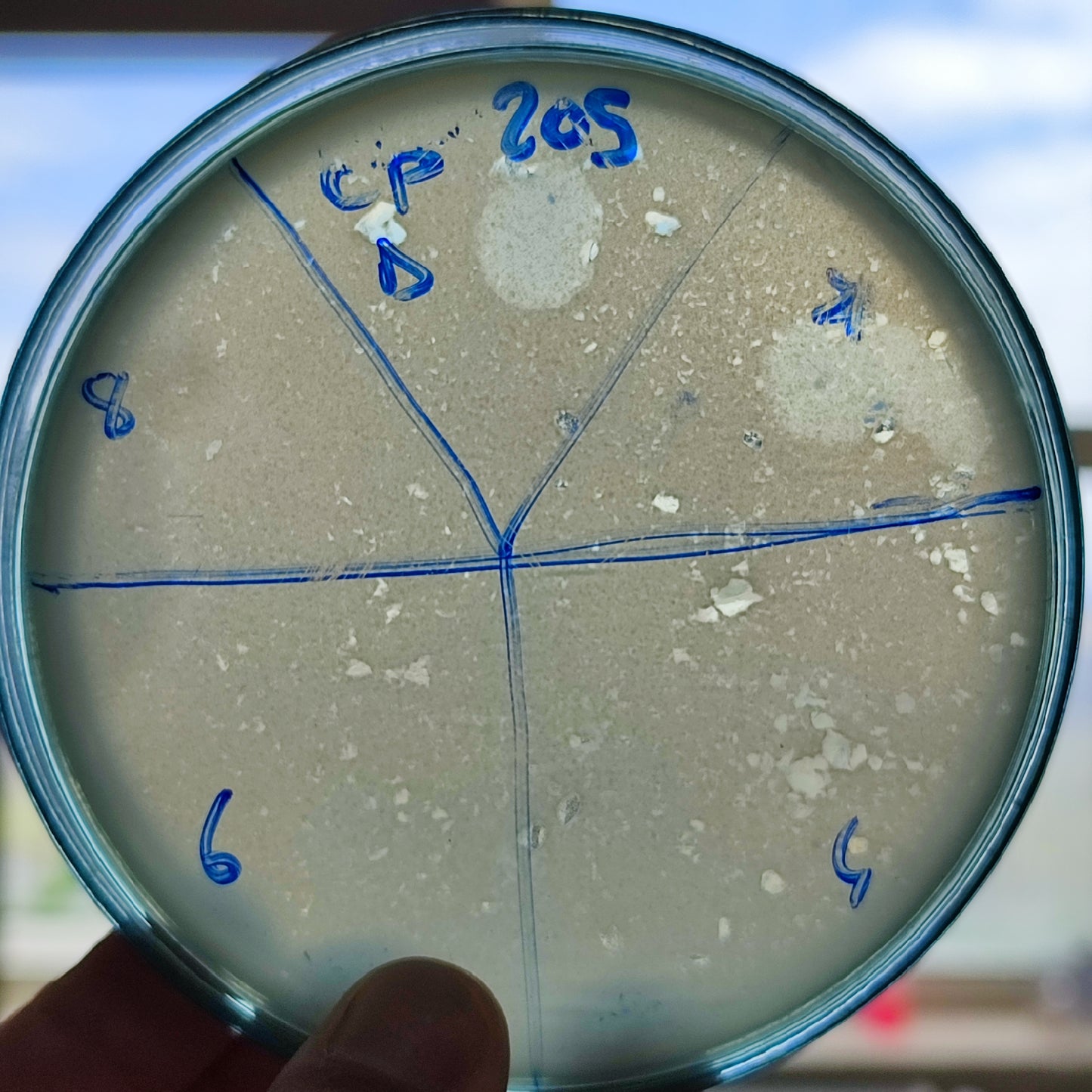 Klebsiella pneumoniae bacteriophage 180205D