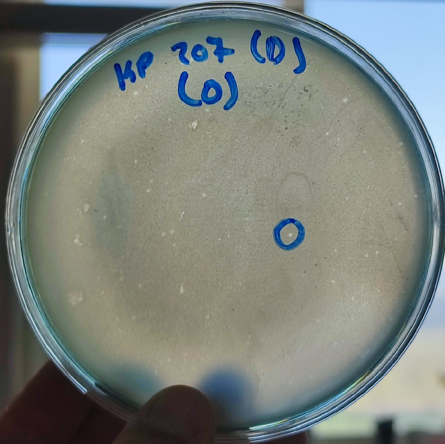 Klebsiella pneumoniae bacteriophage 180207D