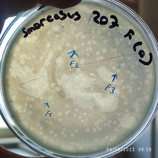 Serratia marcescens bacteriophage 200207F
