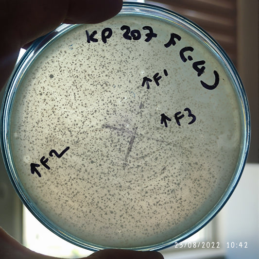 Klebsiella pneumoniae bacteriophage 180207F