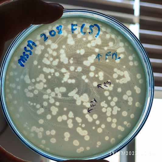 Staphylococcus aureus bacteriophage 152208F