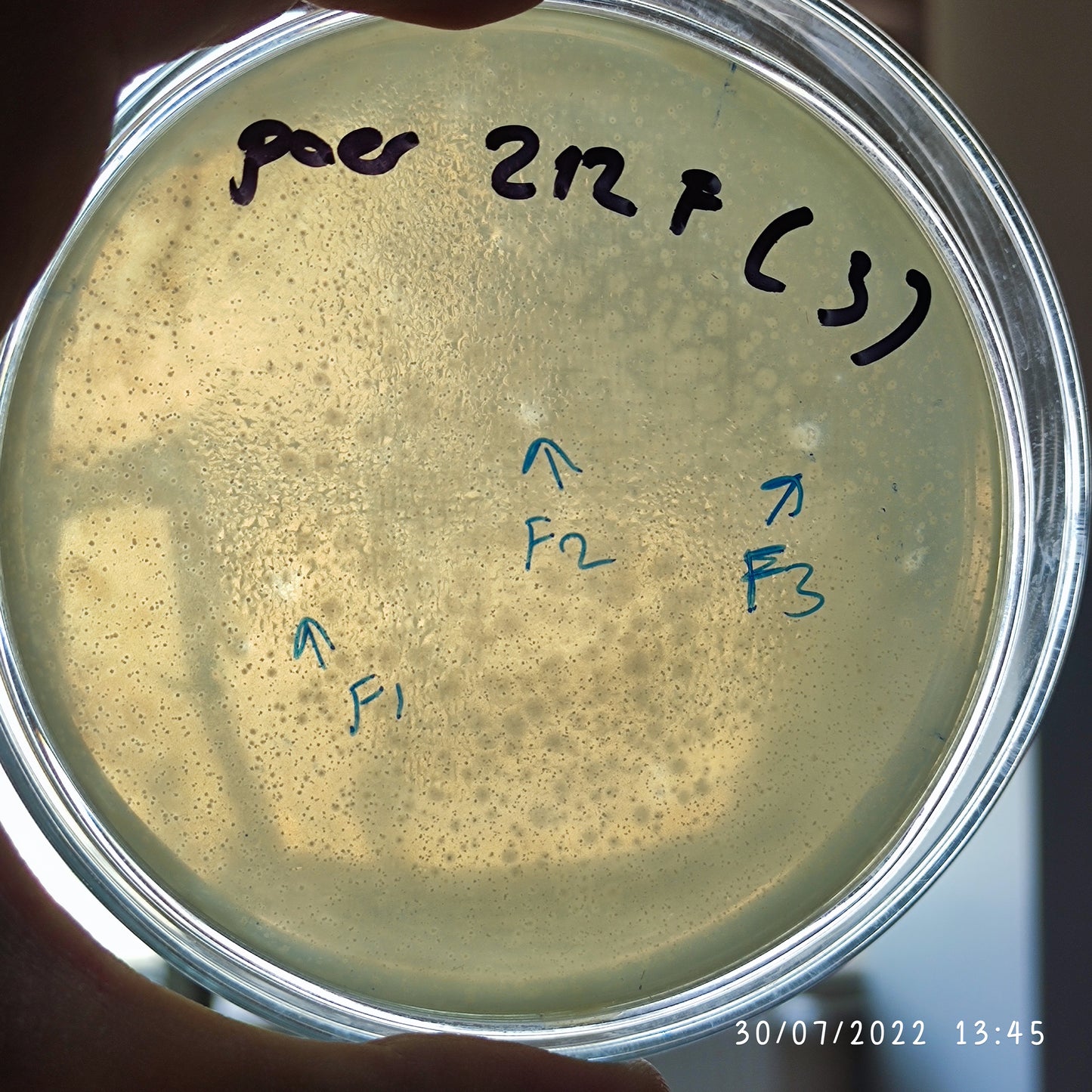 Pseudomonas aeruginosa bacteriophage 130212F