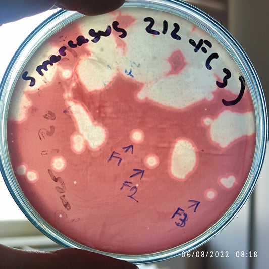 Serratia marcescens bacteriophage 200212F