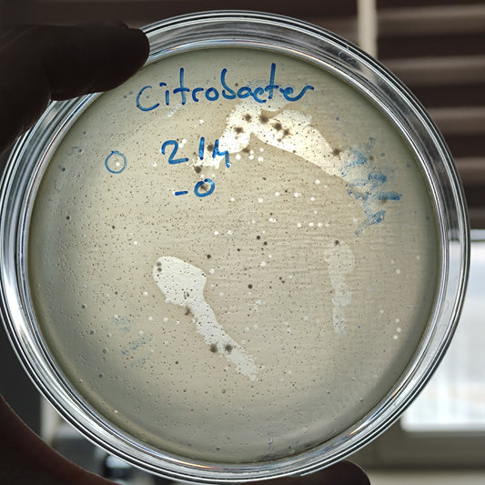 Citrobacter koseri bacteriophage 200214D