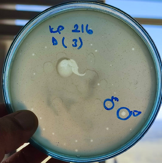 Klebsiella pneumoniae bacteriophage 180216E