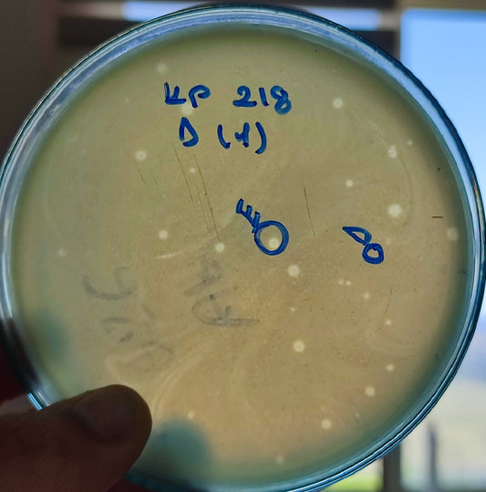 Klebsiella pneumoniae bacteriophage 180218E