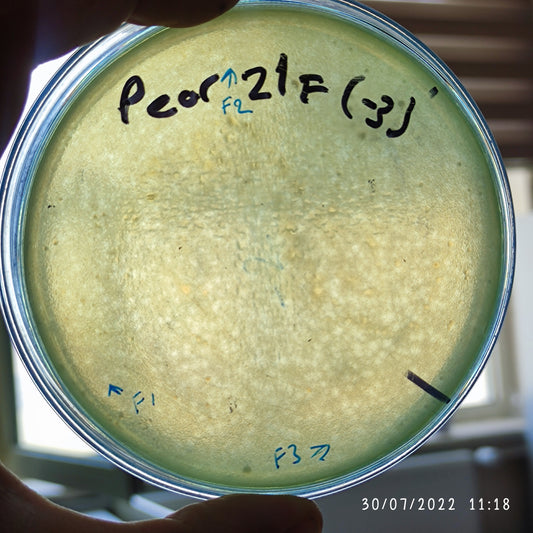 Pseudomonas aeruginosa bacteriophage 130021F