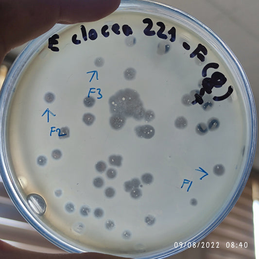 Enterobacter cloacae bacteriophage 200221F