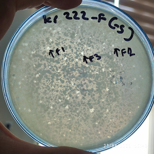 Klebsiella pneumoniae bacteriophage 180222F