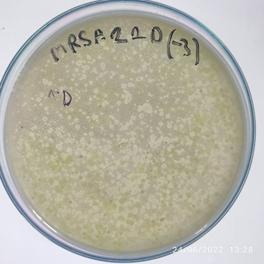 Staphylococcus aureus bacteriophage 150022D