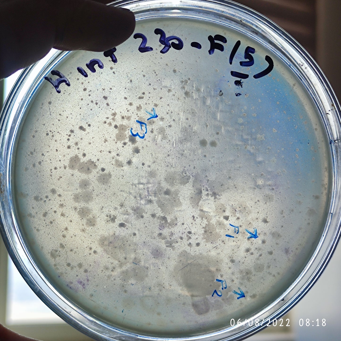 Haemophilus influenzae bacteriophage 200230F