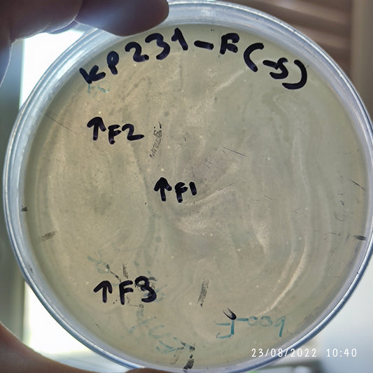 Klebsiella pneumoniae bacteriophage 180231F