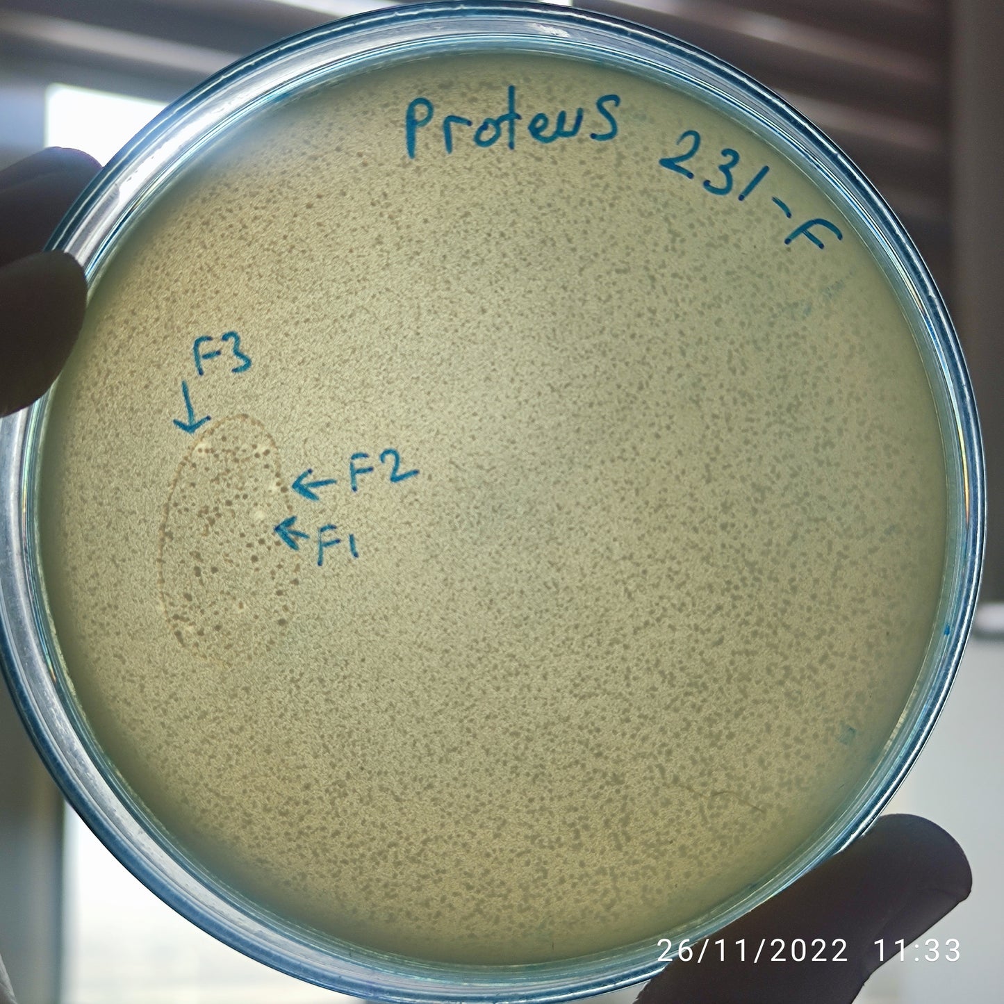 Proteus bacteriophage 200231F