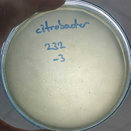 Citrobacter freundii bacteriophage 200232D