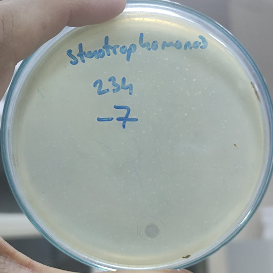 Stenotrophomonas maltophilia bacteriophage 200234D