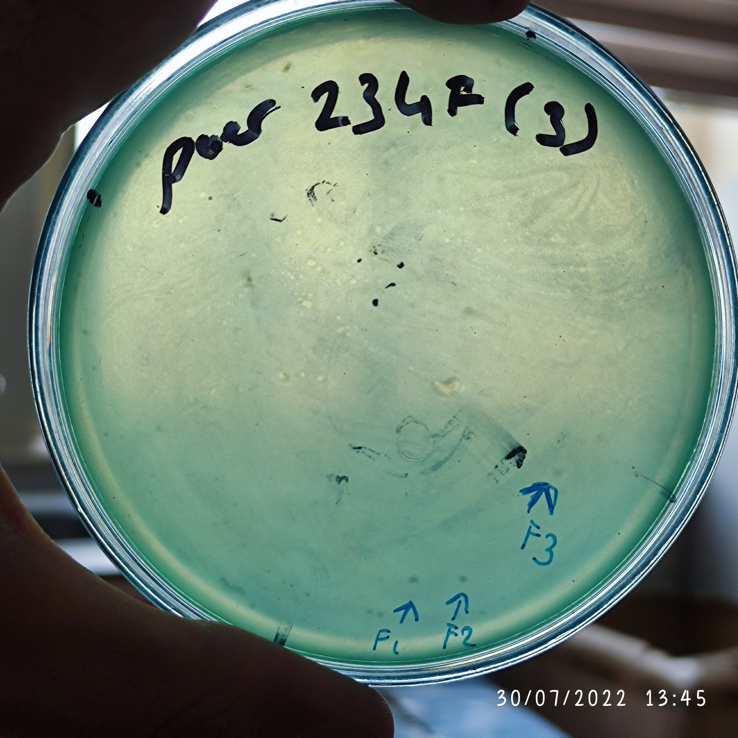 Pseudomonas aeruginosa bacteriophage 130234F