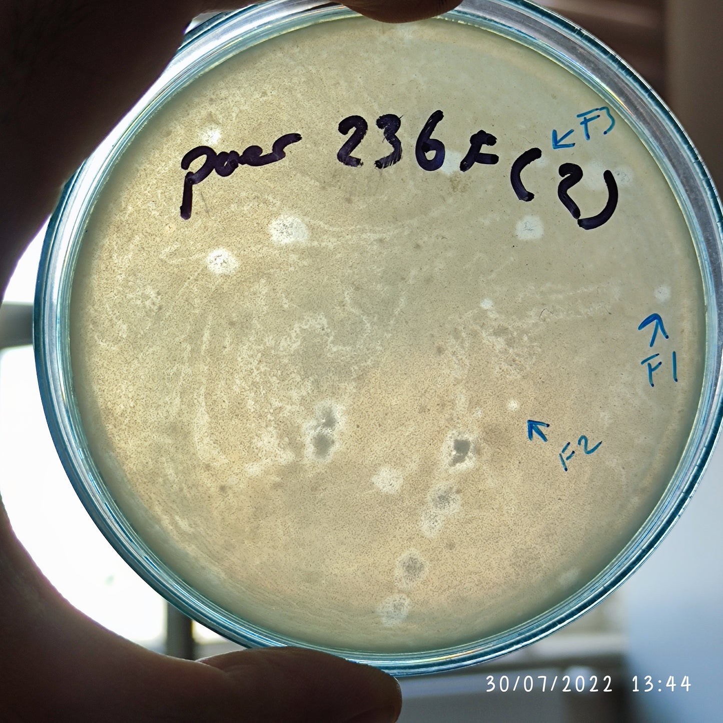 Pseudomonas aeruginosa bacteriophage 130236F