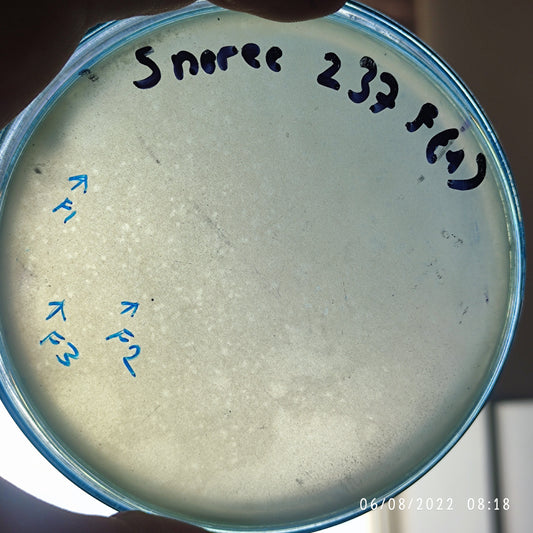 Serratia marcescens bacteriophage 200237F