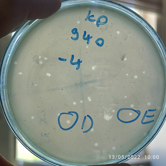 Klebsiella pneumoniae bacteriophage 180240E