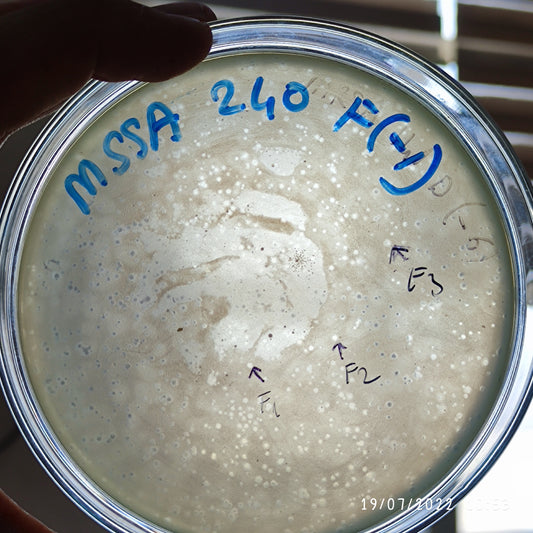 Staphylococcus aureus bacteriophage 152240F