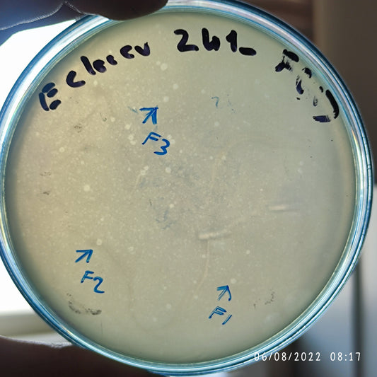 Enterobacter cloacae bacteriophage 200241F