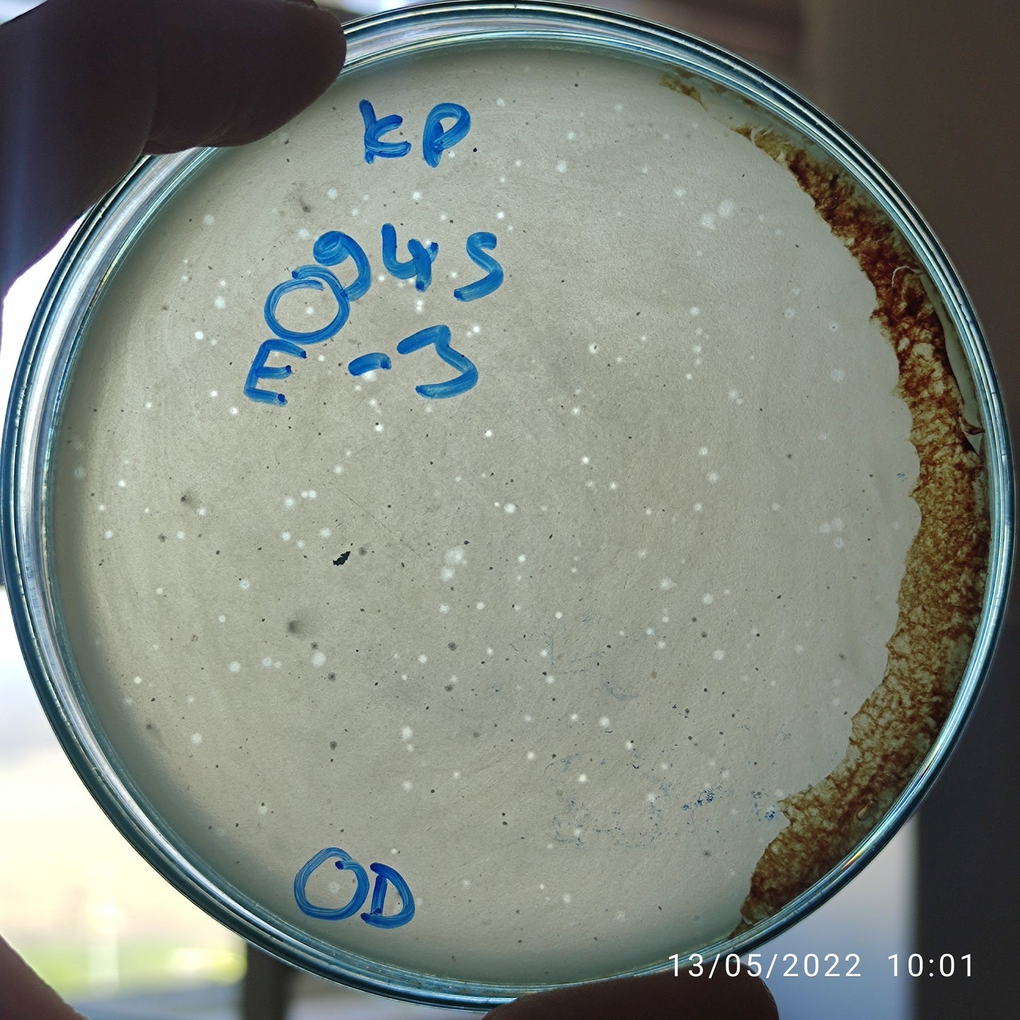 Klebsiella pneumoniae bacteriophage 180245E