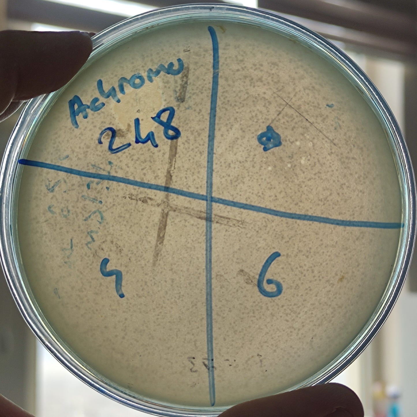Achromobacter spp. bacteriophage 2001248D