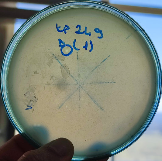 Klebsiella pneumoniae bacteriophage 180249D